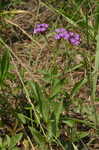 Tuberous vervain